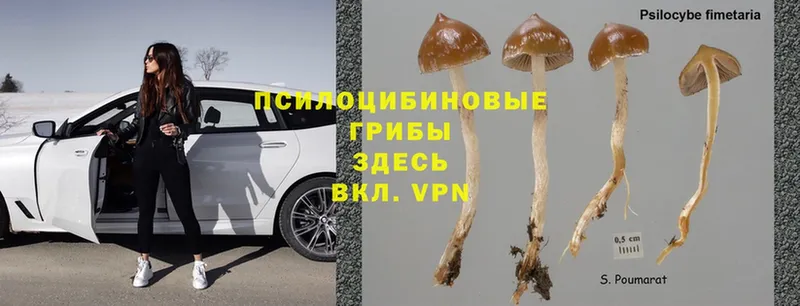 Галлюциногенные грибы Magic Shrooms  ОМГ ОМГ сайт  Ярцево 